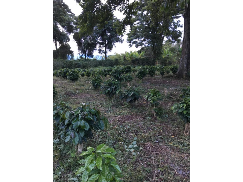 SE VENDE LOTE EN ARAVIA A 5 MINUTOS DE VIA PRINCIPAL — foto 6