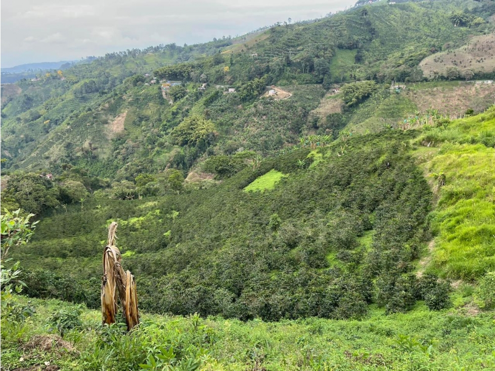 Se vende finca de 19 cuadras con casa típica en vía a Marsella - 6