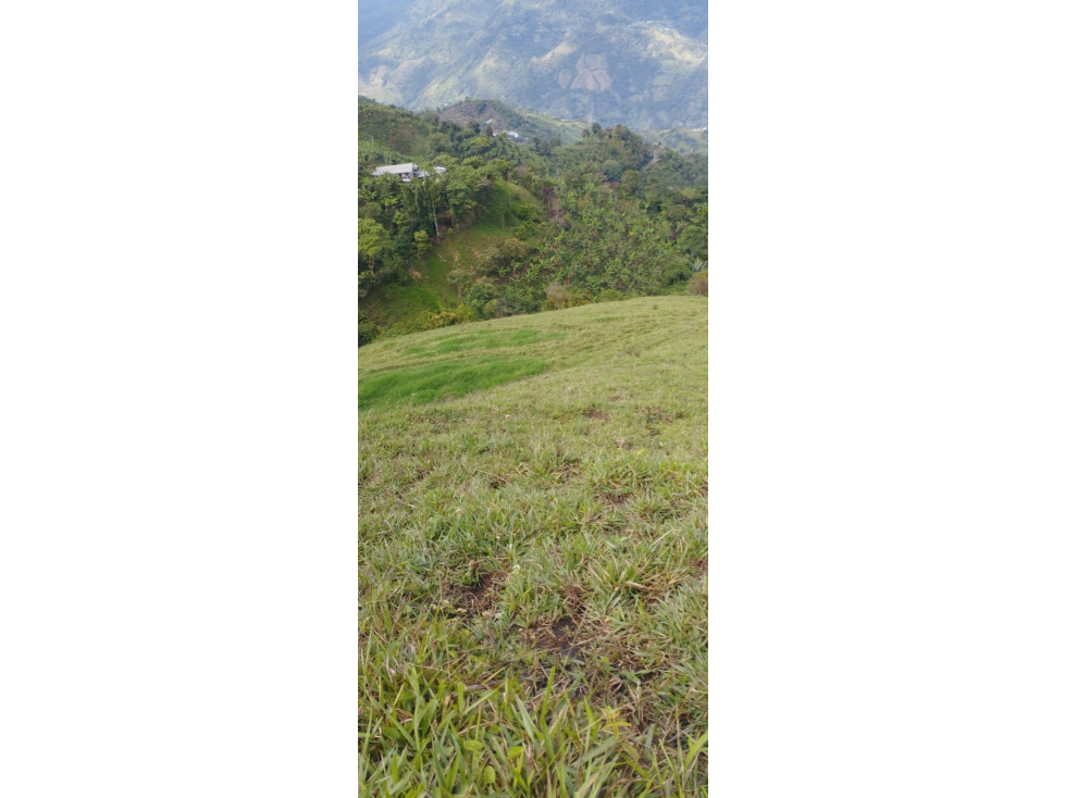 SE VENDE FINCA PRODUCTORA EN ANSERMA CALDAS 31 CUADRAS - 6