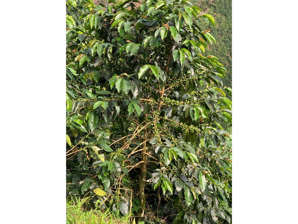 Venta de Finca Platanera y Cafetera en Balboa, Risaralda - 6