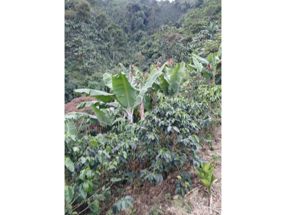Se vende Finca Agrícola en Anserma Caldas a 20 Minutos del pueblo - 6