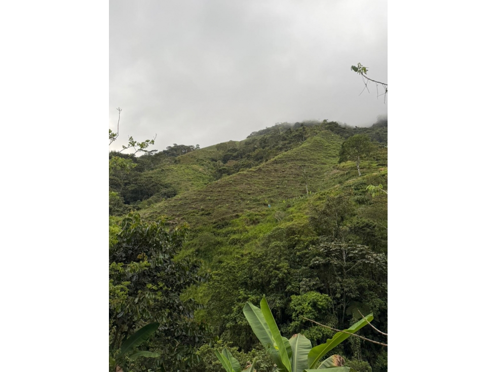 Se venden 2 fincas juntas en Pueblo Rico - 6