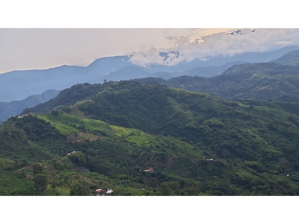 se vende finca ganadera en balboa risaralda - 6