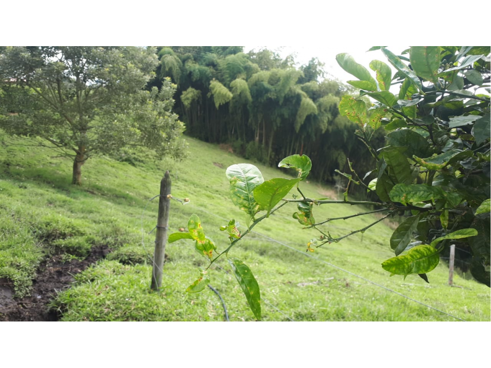 Se vende finca a 10 min de la casona via armenia — foto 4