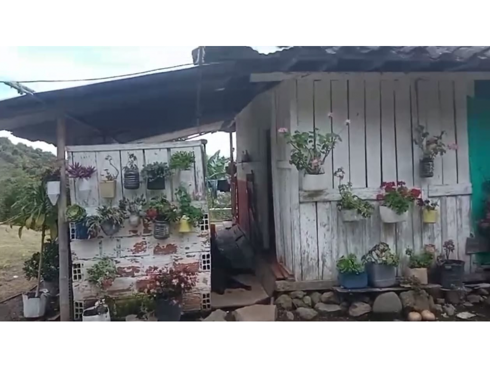Venta de finca cafetera y arboles frutales en Guatica Risaralda - 3