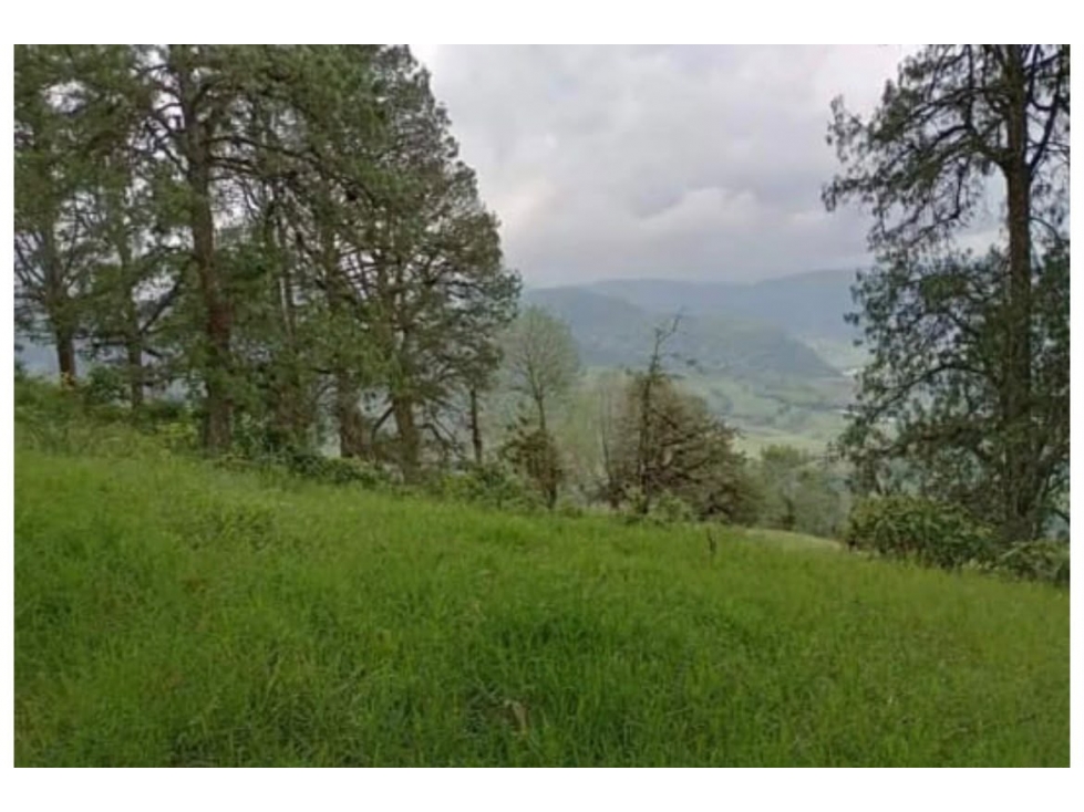 SE VENDE HERMOSA FINCA GANADERA EN LA BELLA CON PROYECTO TURISTICO — foto 5