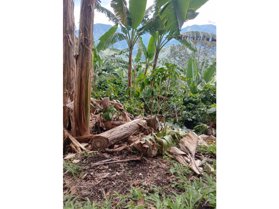 Vendo hermosa finca cafetera platanera y frutales agua propia - 4