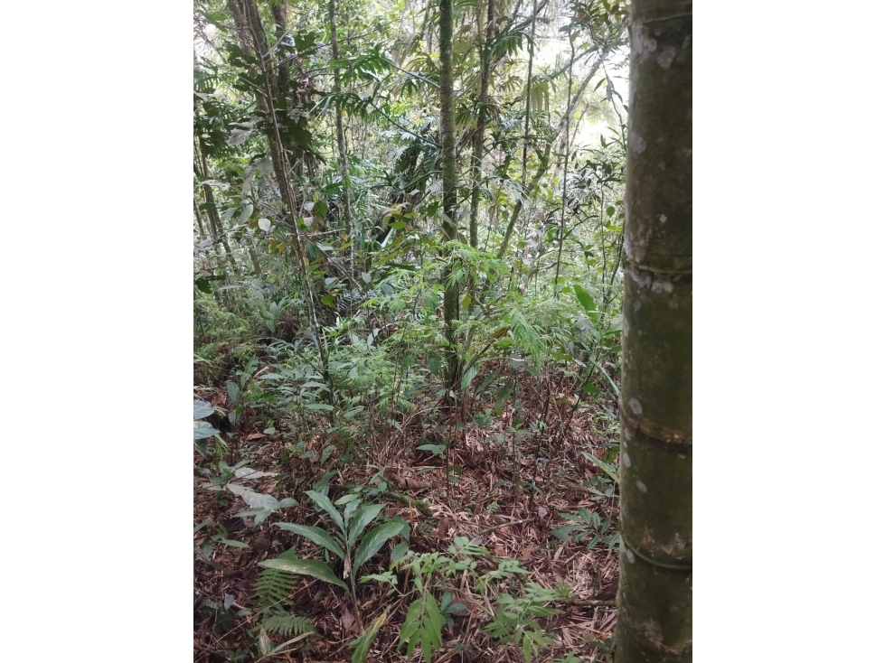 SE VENDE O PERMUTA LOTE EN MUNDO NUEVO 18 CUADRAS — foto 6