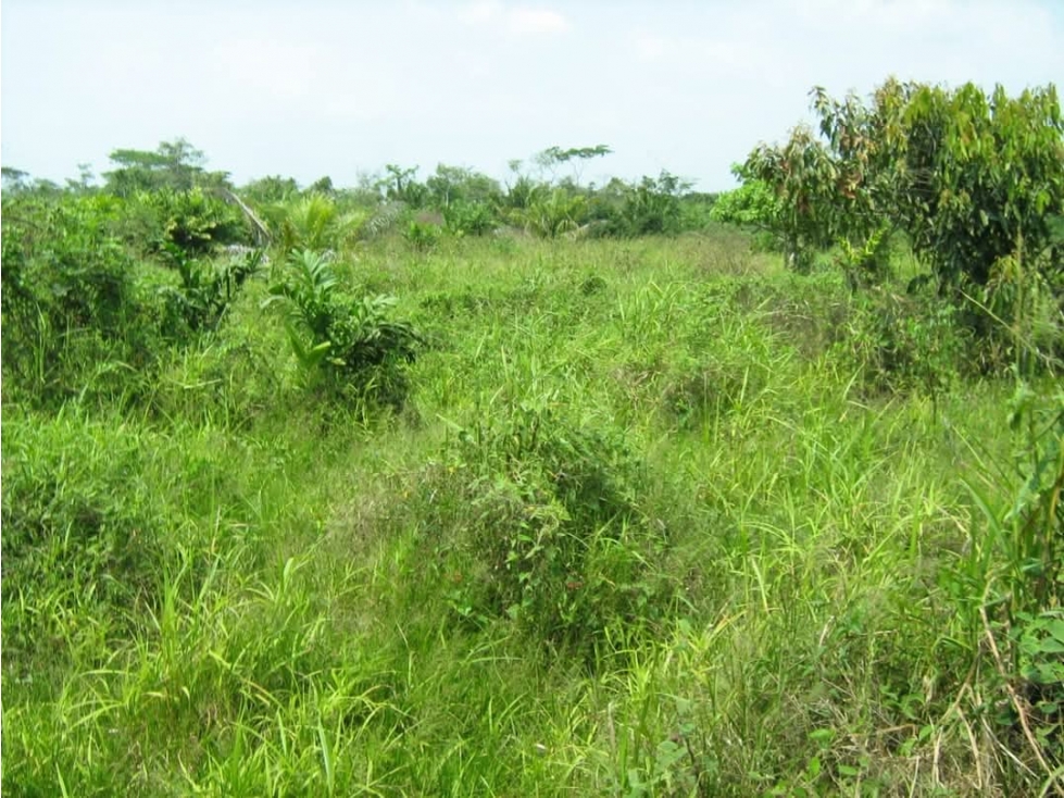 FINCA EN VENTA, ACHI, BOLIVAR - 3