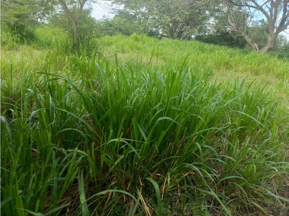 LOTE EN VENTA MAMONAL, GAMBOTE