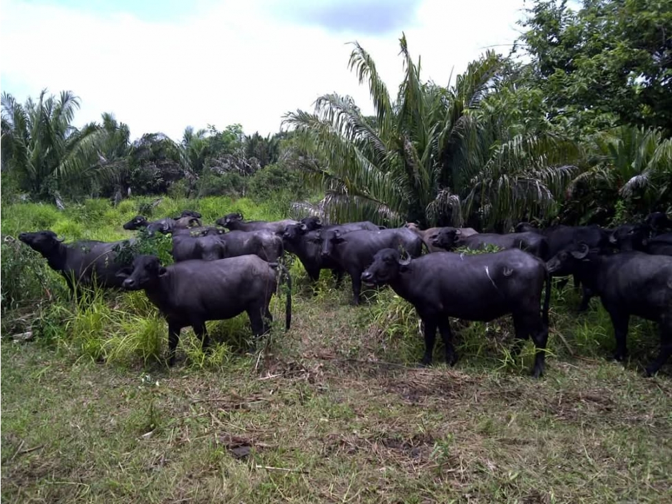 FINCA EN VENTA, ACHI, BOLIVAR - 2