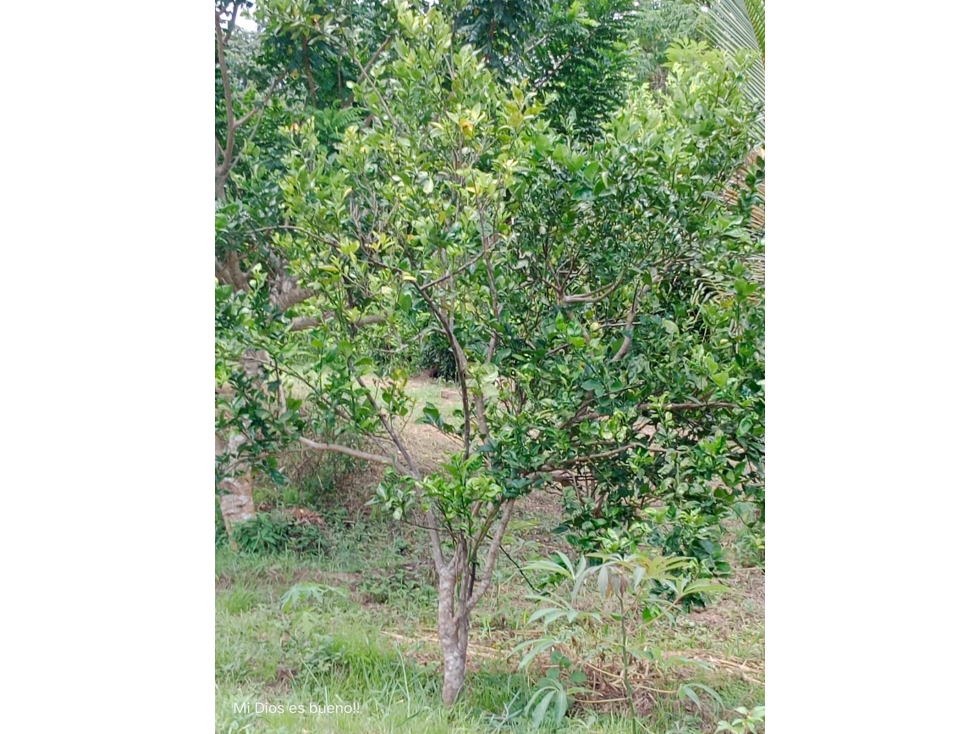 LOTE EN VENTA, UBICADO EN TURBACO,BOLIVAR — foto 4