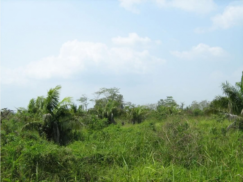 FINCA EN VENTA, ACHI, BOLIVAR - 4