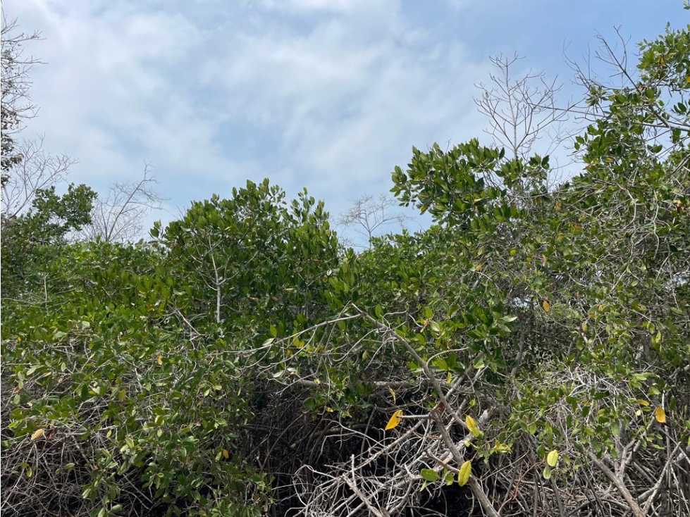 Lote en Barú, en Cartagena — foto 5