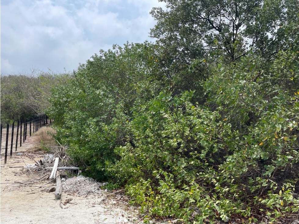 Lote en Barú, en Cartagena — foto 6