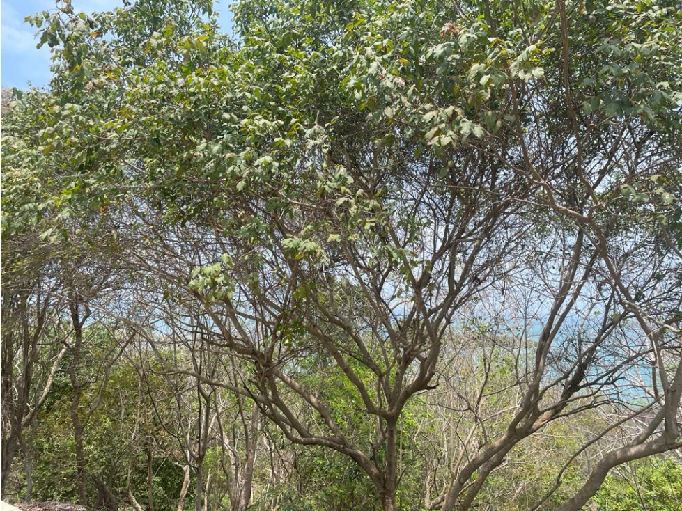 Lote en Barú, Cartagena, en Matimbá Club & Spa — foto 4