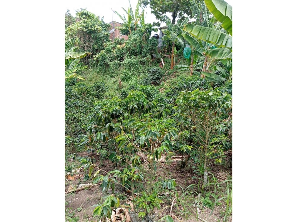 VENTA DE FINCA LAS MARGARITAS — foto 5