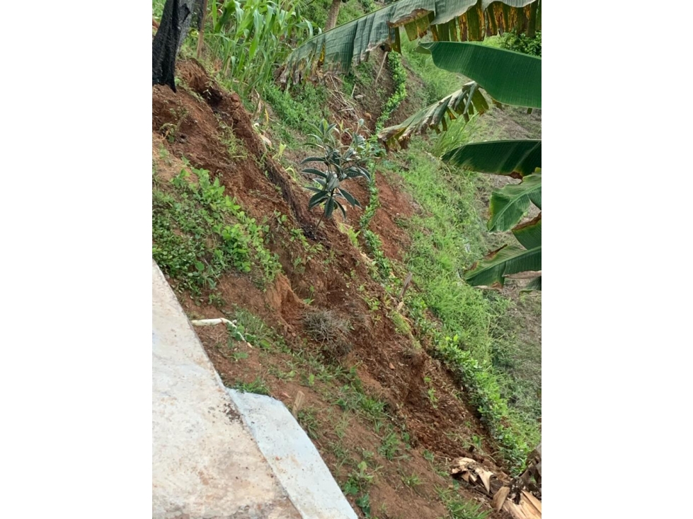 VENTA FINCA SECTOR LAS MARGARITAS — foto 5