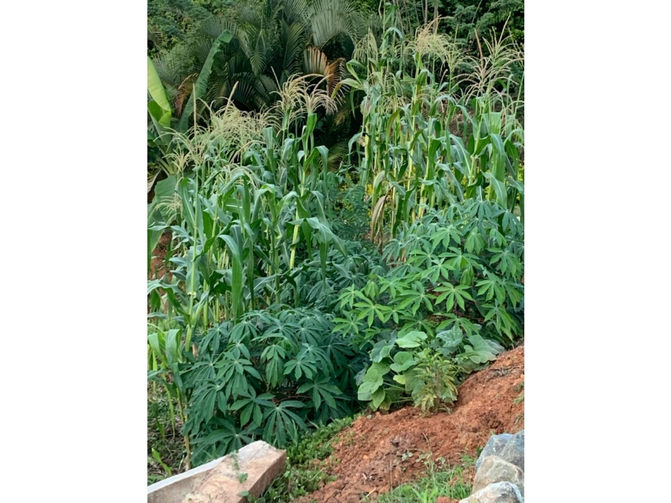 VENTA FINCA SECTOR LAS MARGARITAS — foto 3