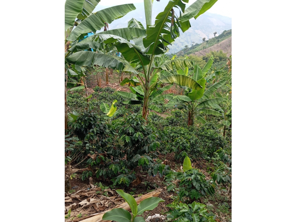VENTA DE FINCA LAS MARGARITAS — foto 6