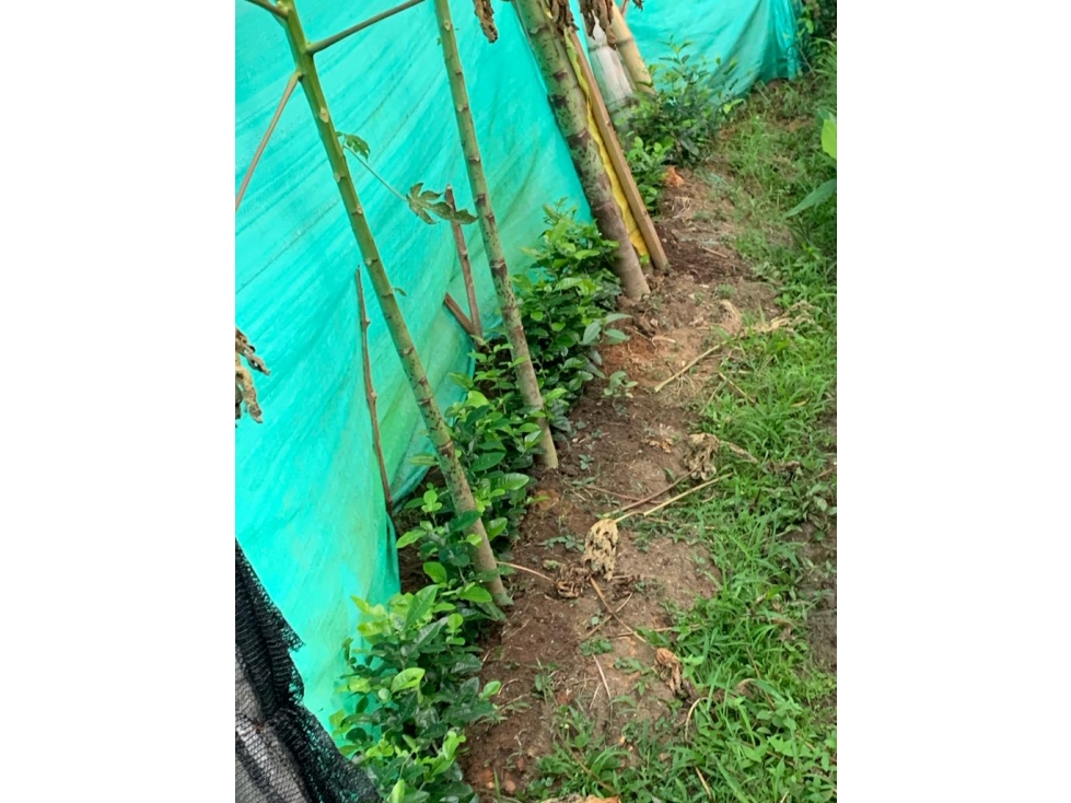 VENTA FINCA SECTOR LAS MARGARITAS — foto 6