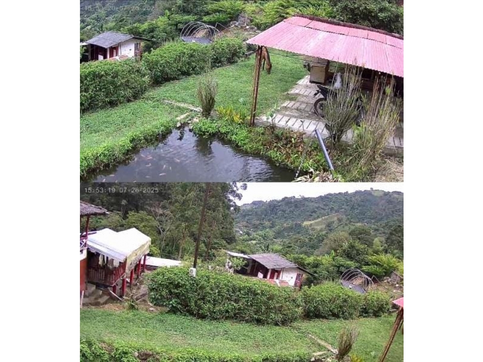 VENTA DE FINCA PRODUCTIVA EN TAMESIS ANTIOQUIA