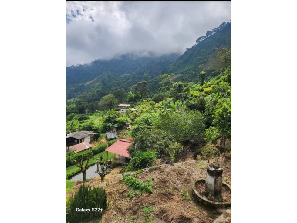 VENTA DE FINCA PRODUCTIVA EN TAMESIS ANTIOQUIA — foto 2