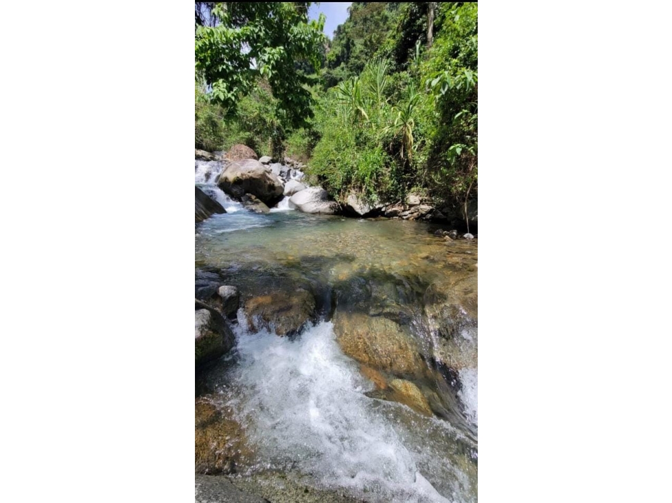 VENTA DE FINCA PRODUCTIVA EN TAMESIS ANTIOQUIA — foto 3