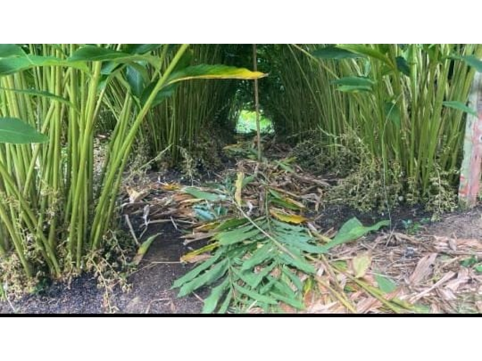 VENTA DE FINCA PRODUCTIVA EN TAMESIS ANTIOQUIA — foto 5