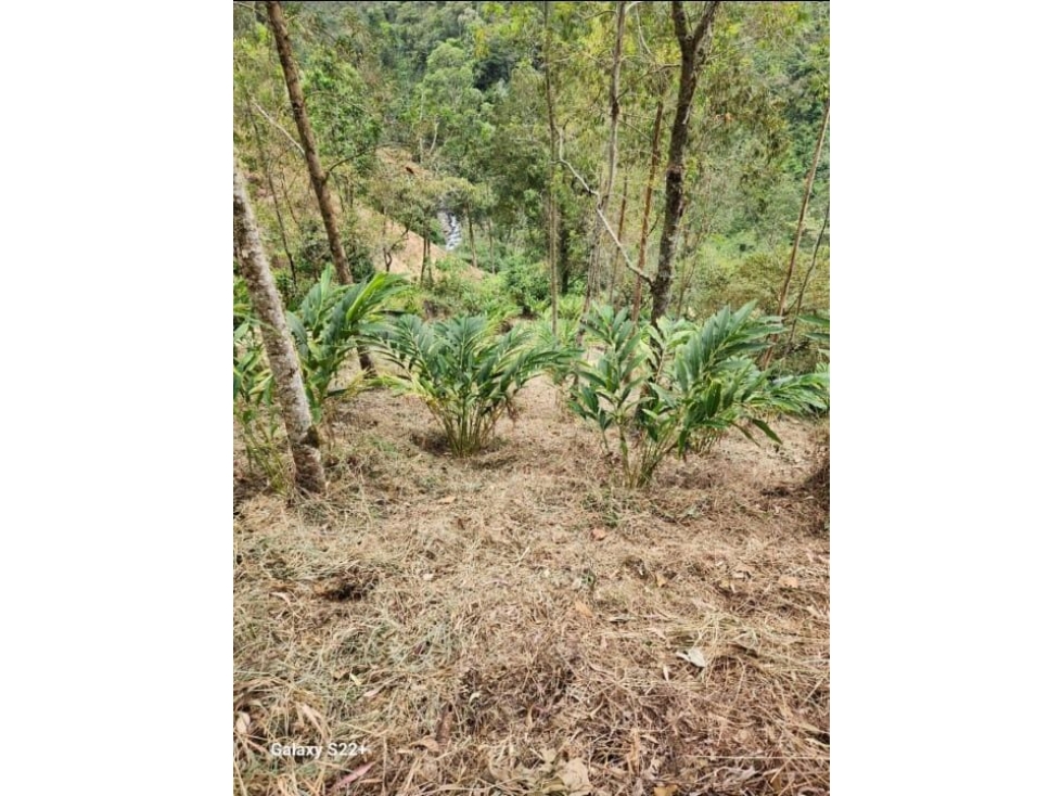 VENTA DE FINCA PRODUCTIVA EN TAMESIS ANTIOQUIA — foto 6