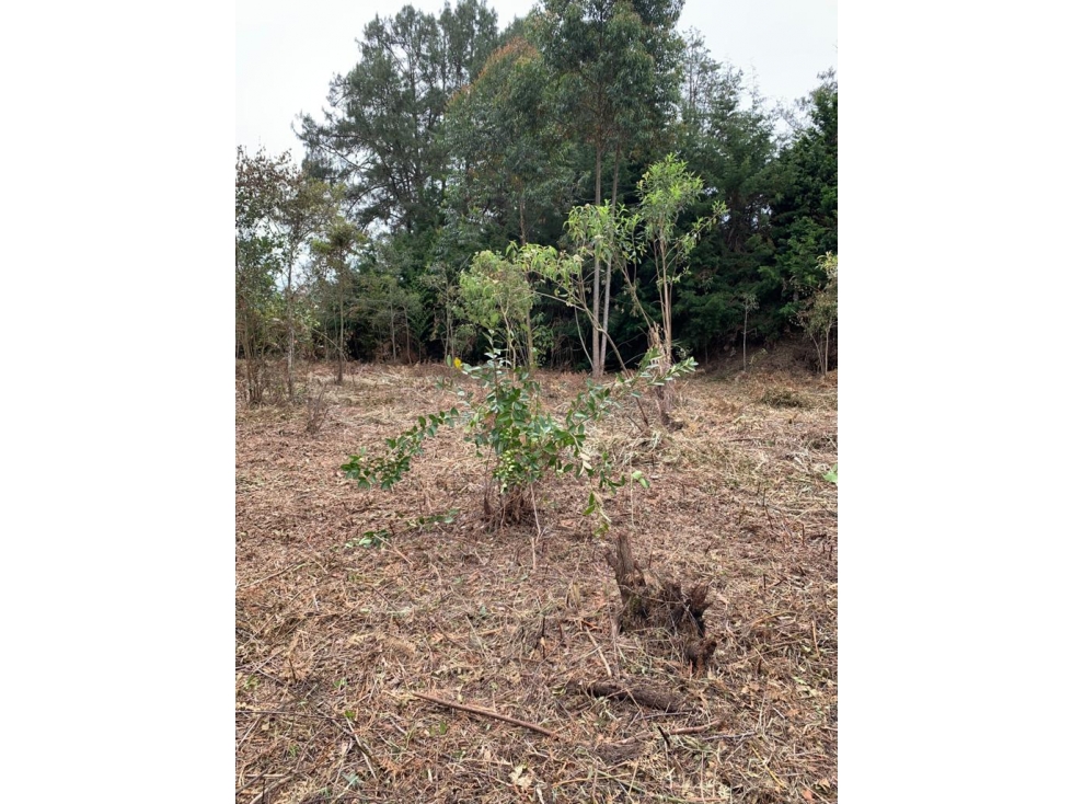 Lote en Venta en Rionegro Vereda Los Pinos reciben permuta — foto 5