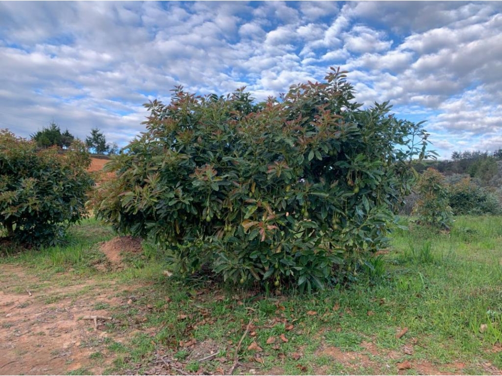 Lote para la Venta en Guarne Antioquia - 6