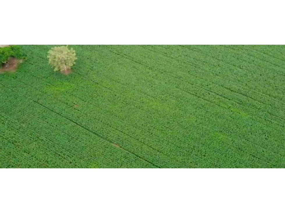 VENTA DE FINCA EN MOMIL CORDOBA MONTERIA - 1