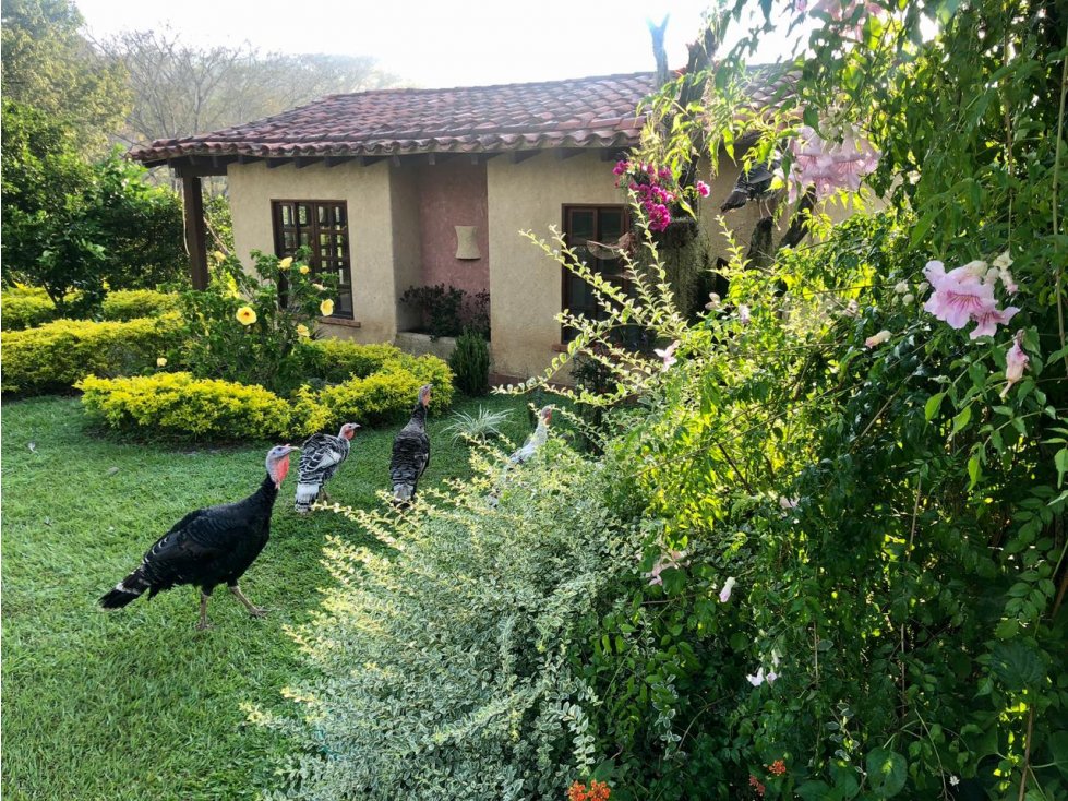 SE VENDE FINCA EN LA PINTADA (ANTIOQUIA) - 4