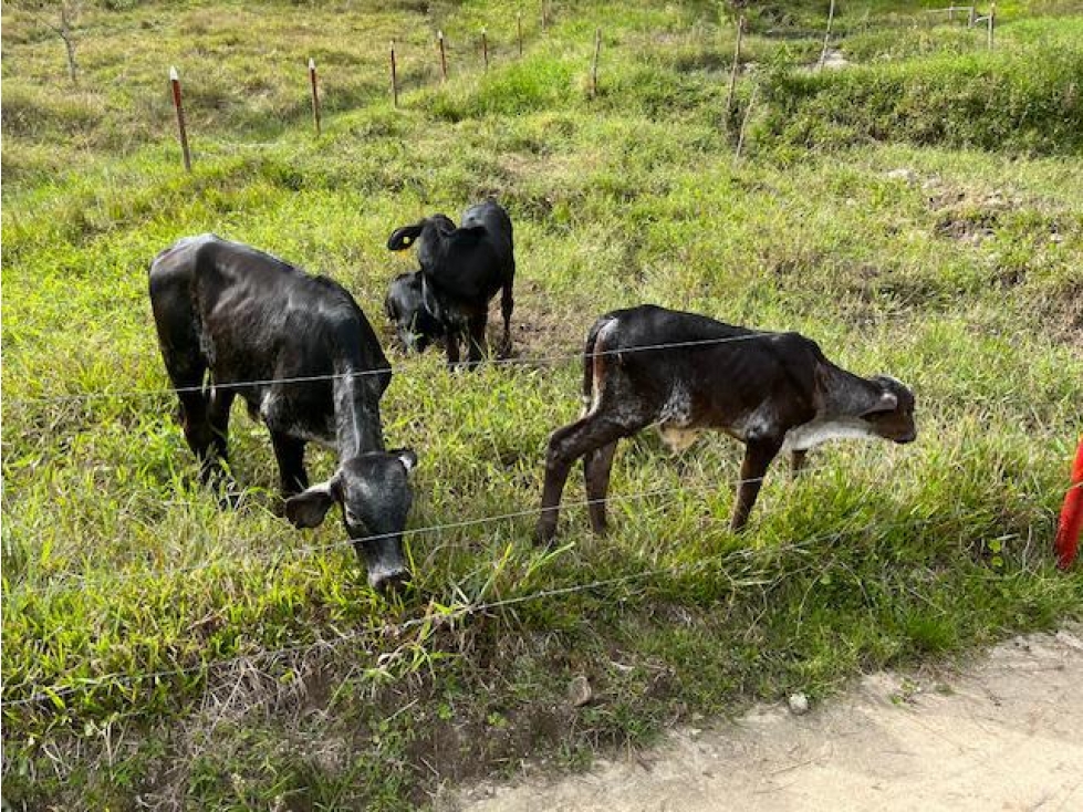 Finca Agropecuaria en Venta en Santo Domingo Antioquia - 4