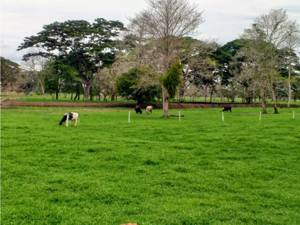 Finca en Venta en San Onofre Sucre - 5
