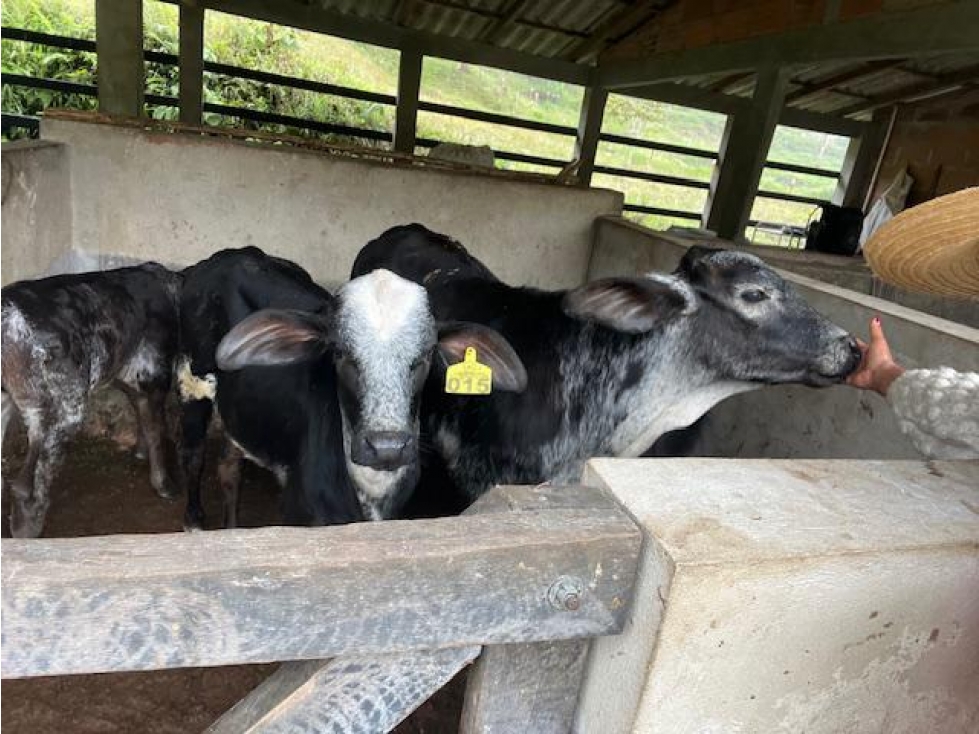 Finca Agropecuaria en Venta en Santo Domingo Antioquia - 5