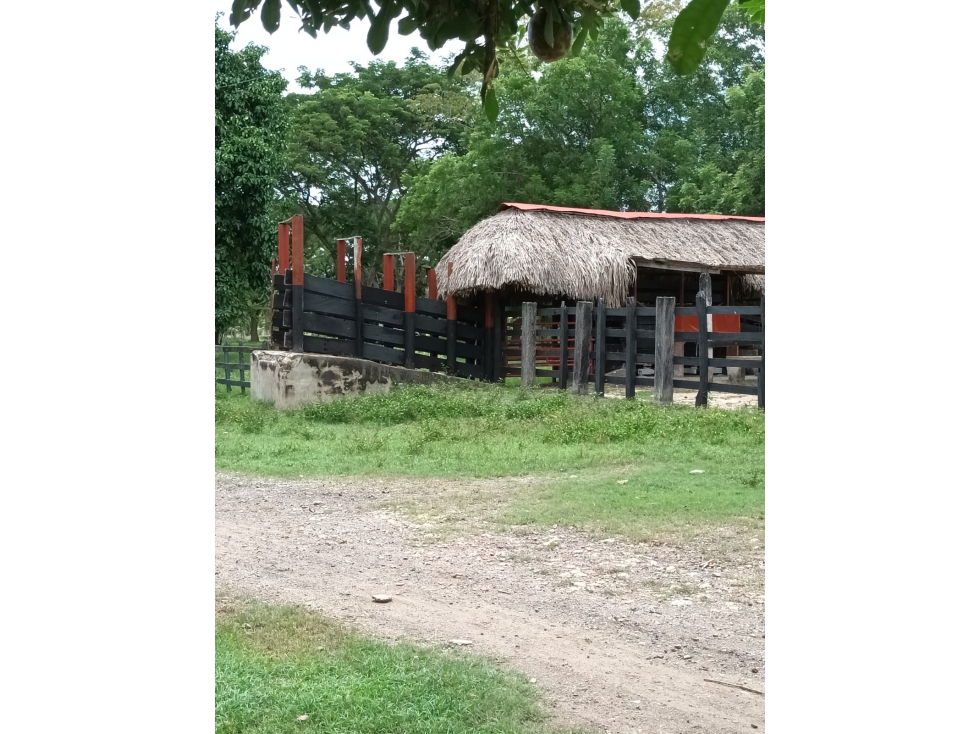 Vendo Finca Ganadera Momil Cordoba - 5