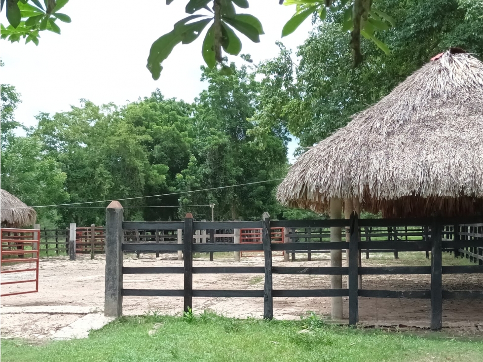 VENTA DE FINCA EN MOMIL CORDOBA MONTERIA - 5