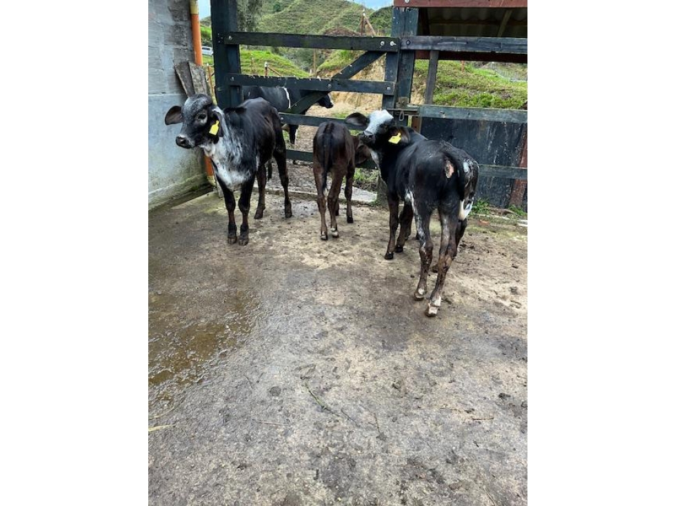 Finca Agropecuaria en Venta en Santo Domingo Antioquia - 6