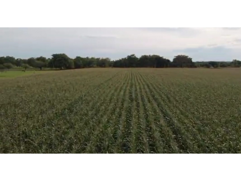 VENTA DE FINCA EN MOMIL CORDOBA MONTERIA - 6