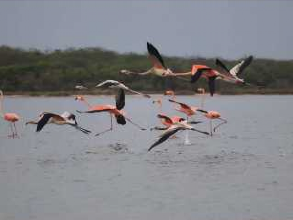 Lote Conjunto Cerrado en Palomino Guajira4F - 4