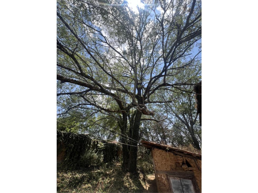 Terreno Grande Centrico en Venta Patzcuaro - 3