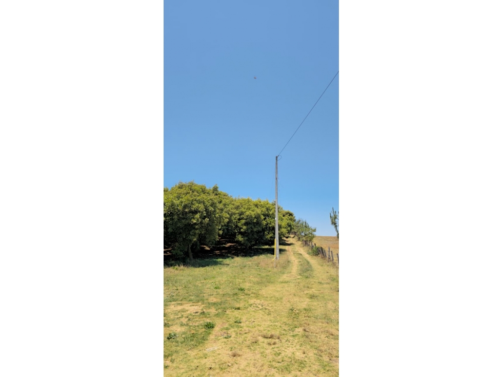 Huerta en venta en Michoacán - 3