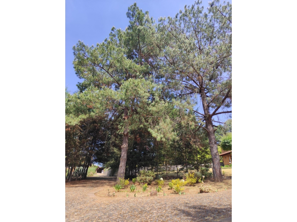 Terreno en Venta Corazon de Durazno Pátzcuaro - 6