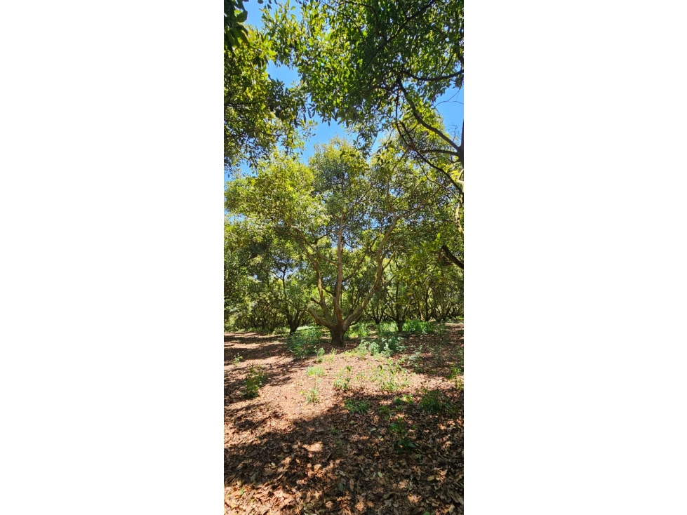 Huerta en venta en Michoacán - 5