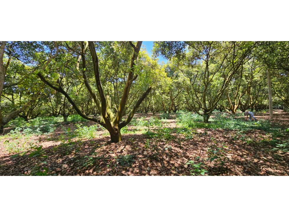 Huerta en venta en Michoacán - 6
