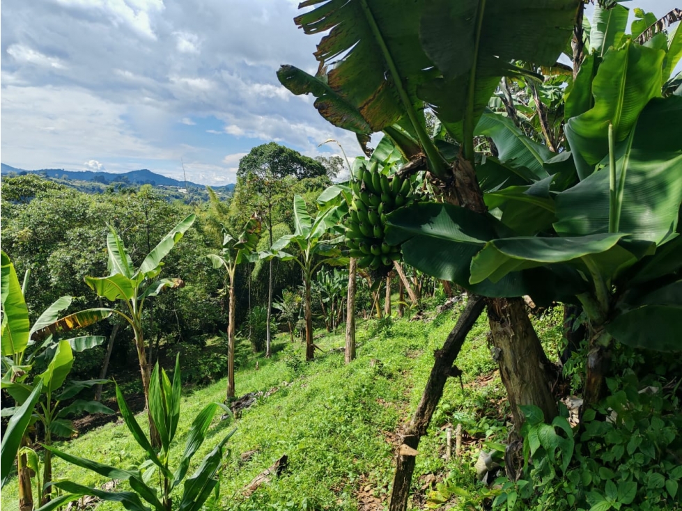 VENTA DE LOTE UBICADO EN LA VEREDA EL JORDAN VIA PEREIRA-ARMENIA — foto 5