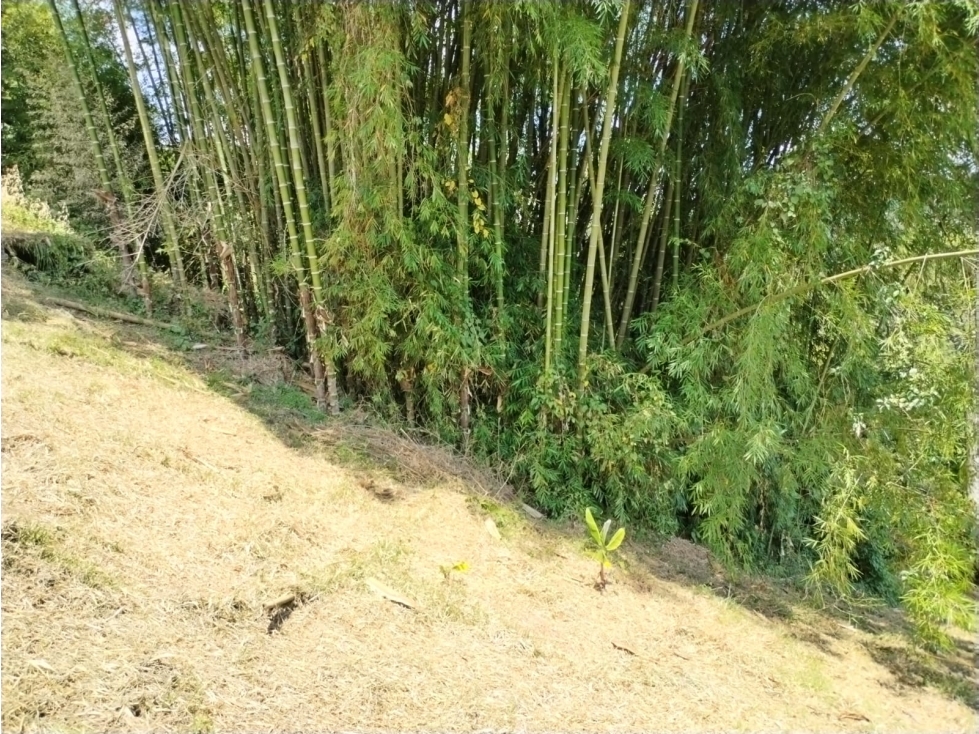 LOTE EN VENTA VIA ALTAGRACIA-PEREIRA — foto 4