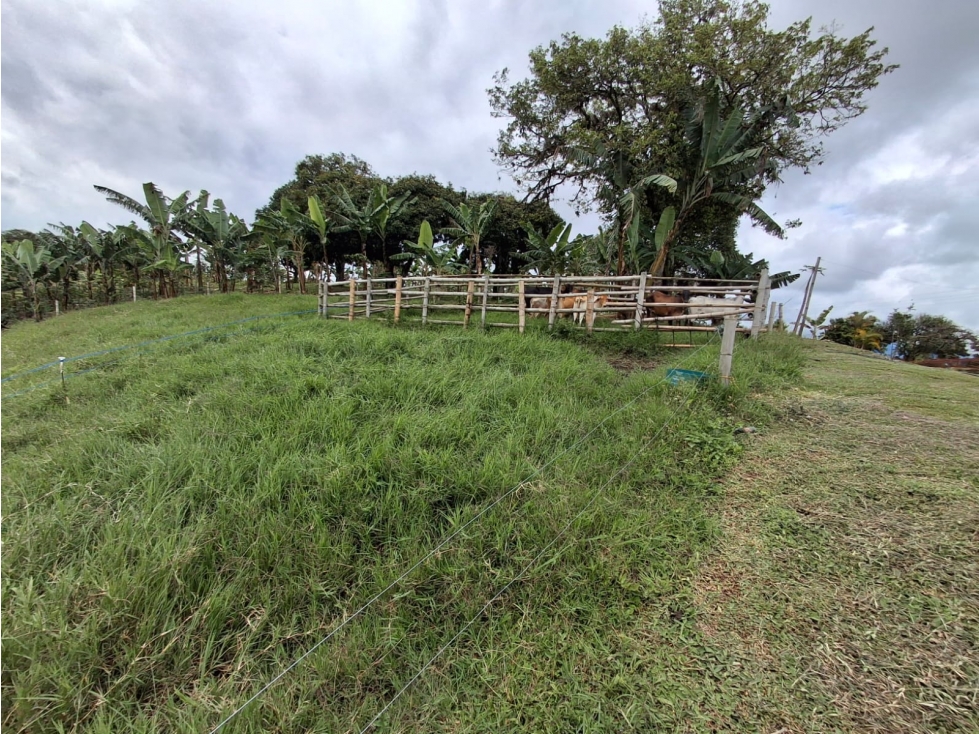 SE VENDE FINCA SECTOR HOJAS ANCHAS ARMENIA-QUINDIO — foto 3
